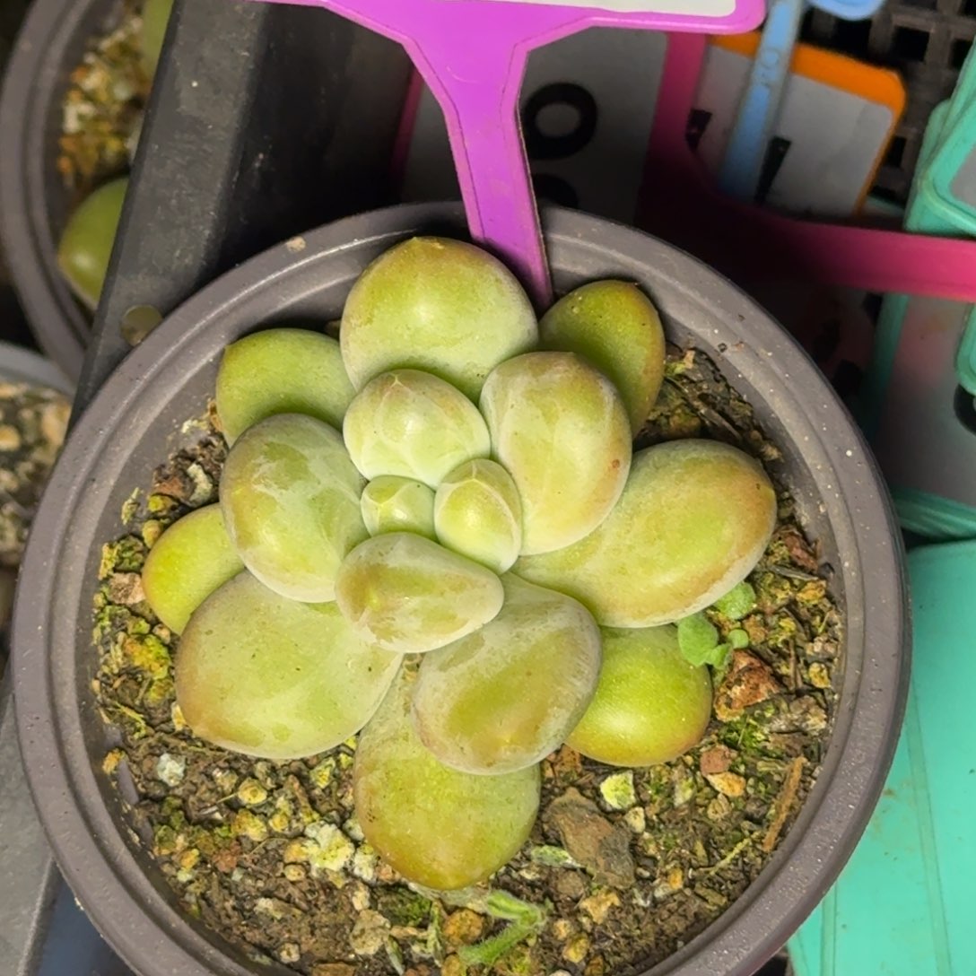 多肉植物奶龙美人779