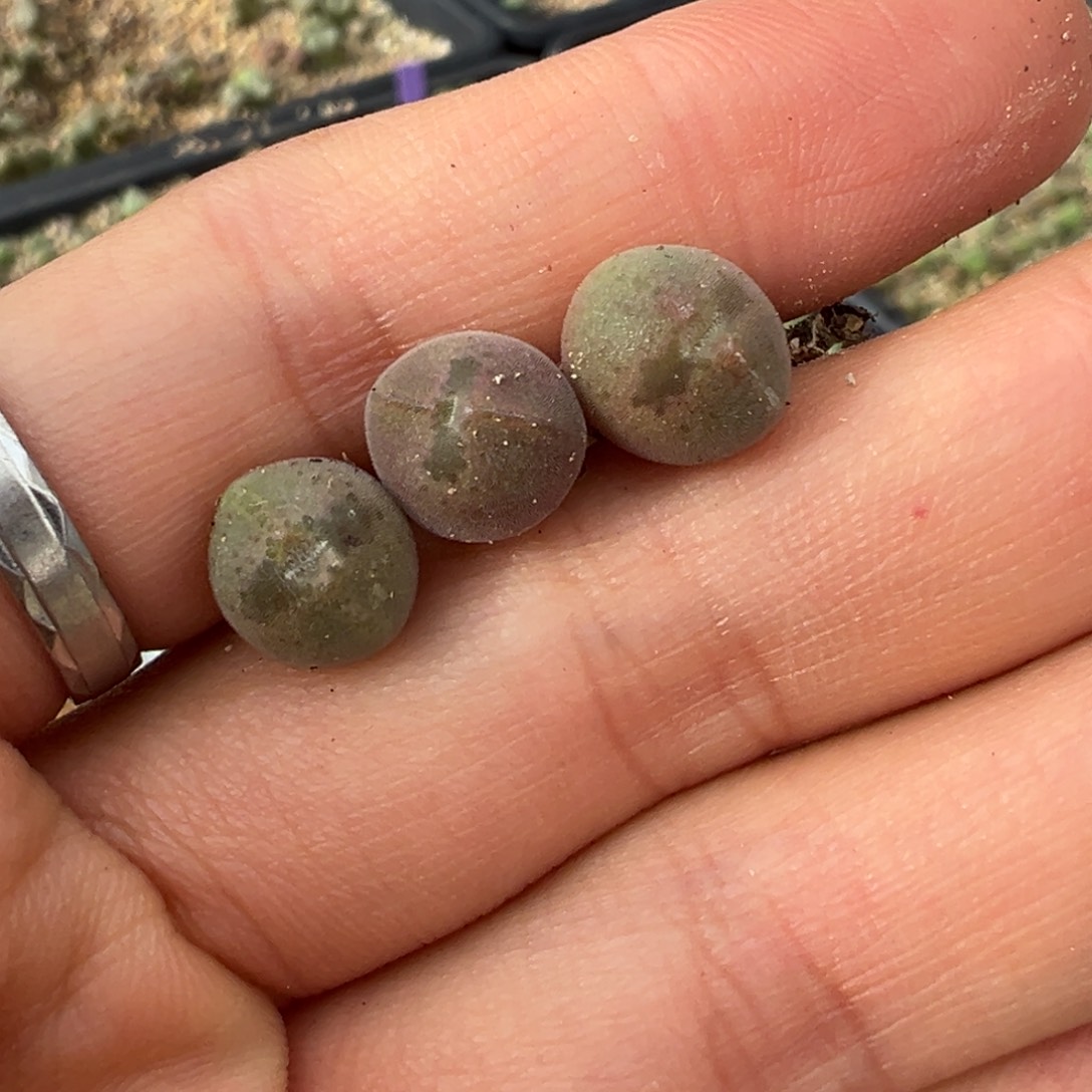 大眼睛一组 多肉植物