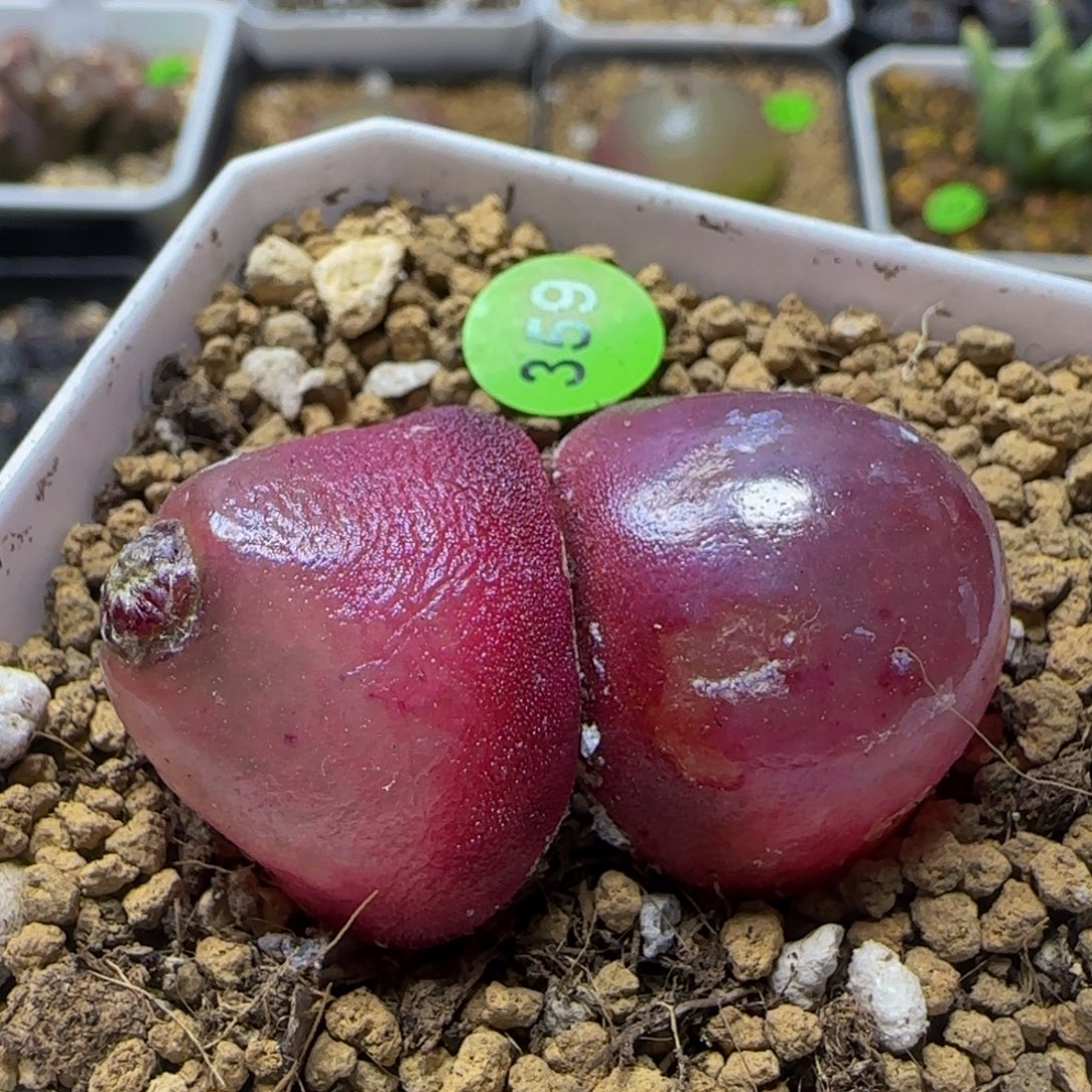 双头红灯泡2.3+多肉植物359