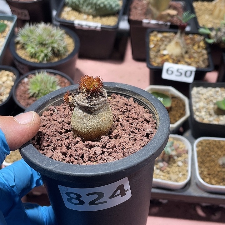 飞***额824象鼻大戟块根，