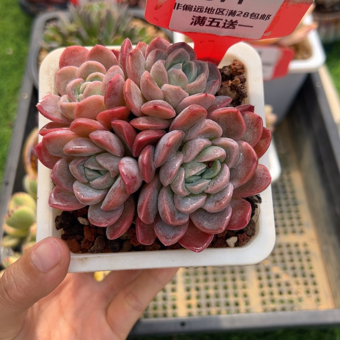 表妹精品精品多肉571.