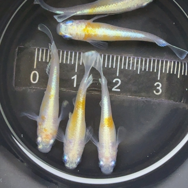 青鳉鱼碎花红白赤壁20号