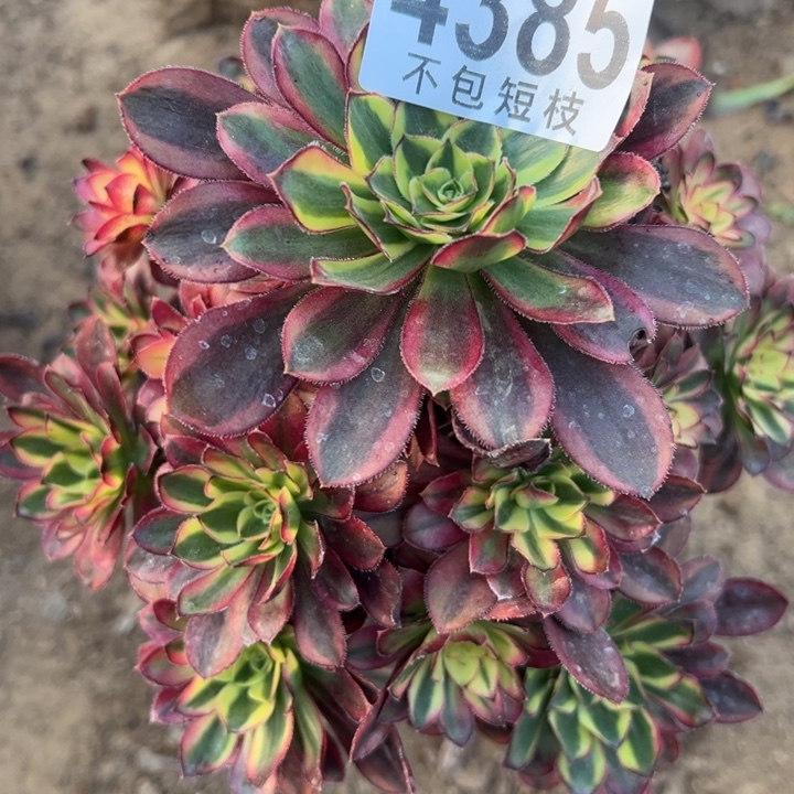 4385多肉植物法师冰淇淋法师