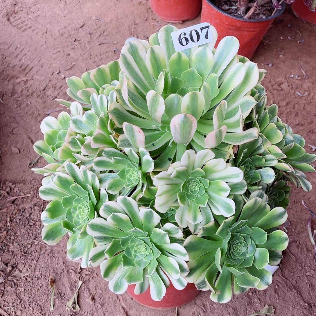 多肉植物607多肉
