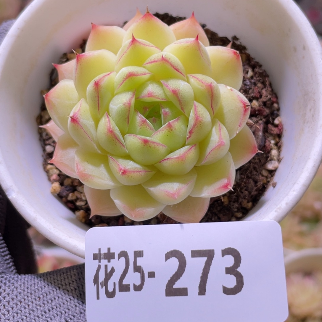 花利美25-273女王