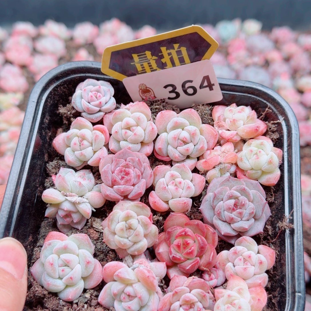 多肉植物多肉植物