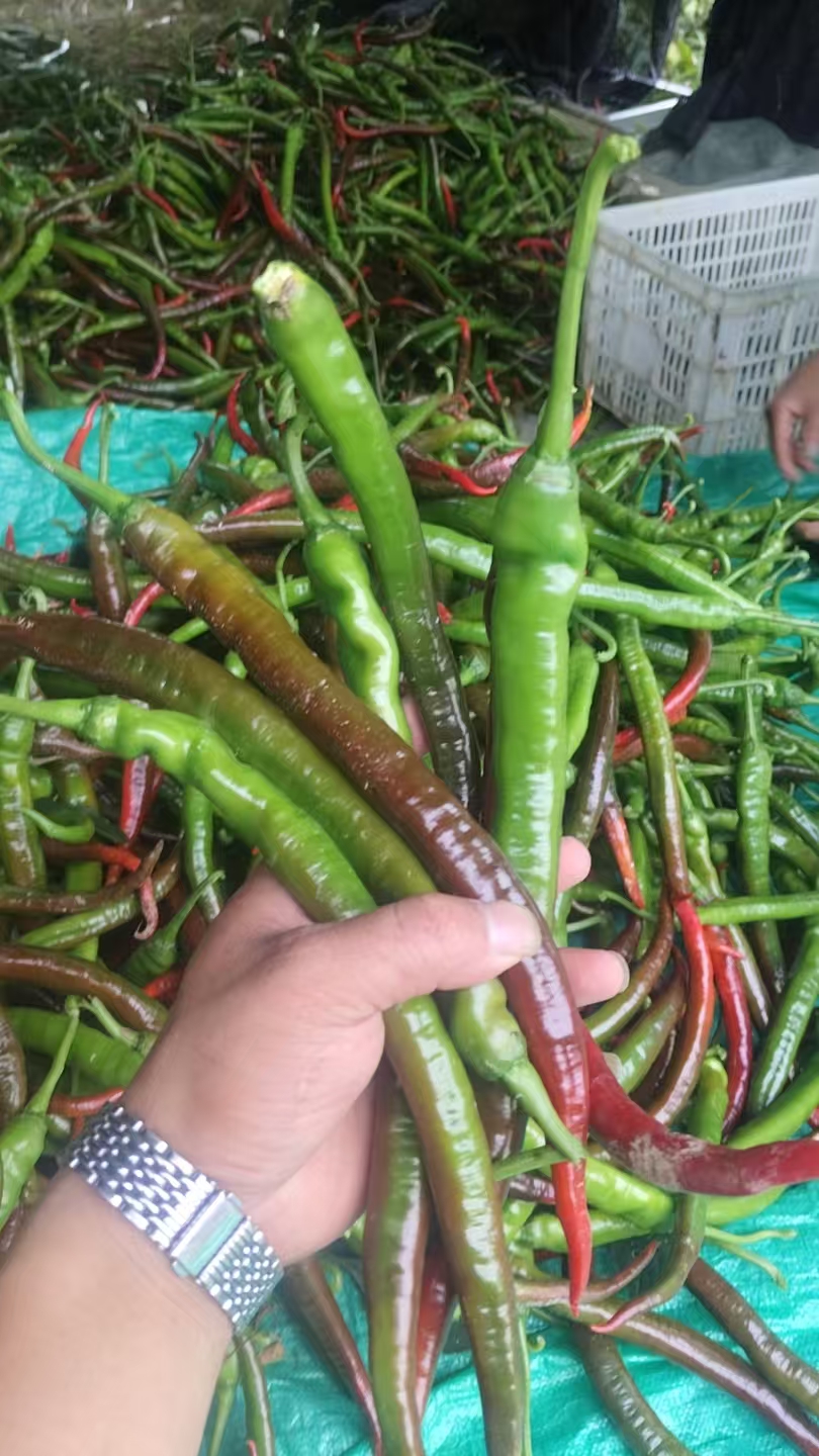 湖南湘西农家新鲜现摘薄皮软皮露天辣椒(紫红)