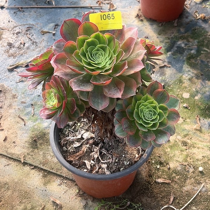 奶白锦多肉植物1065