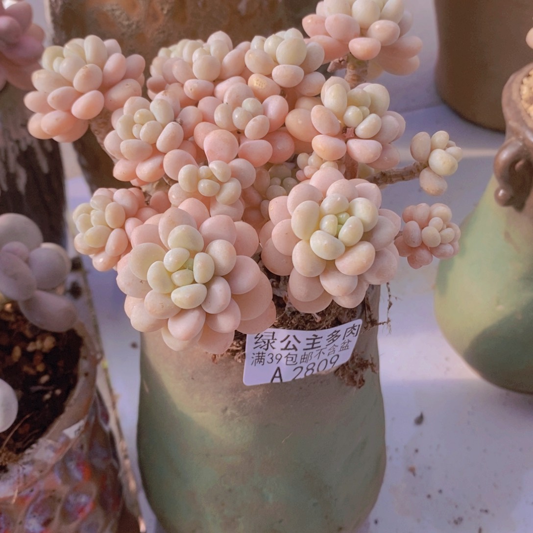 洛可可老桩12cm2809多肉植物