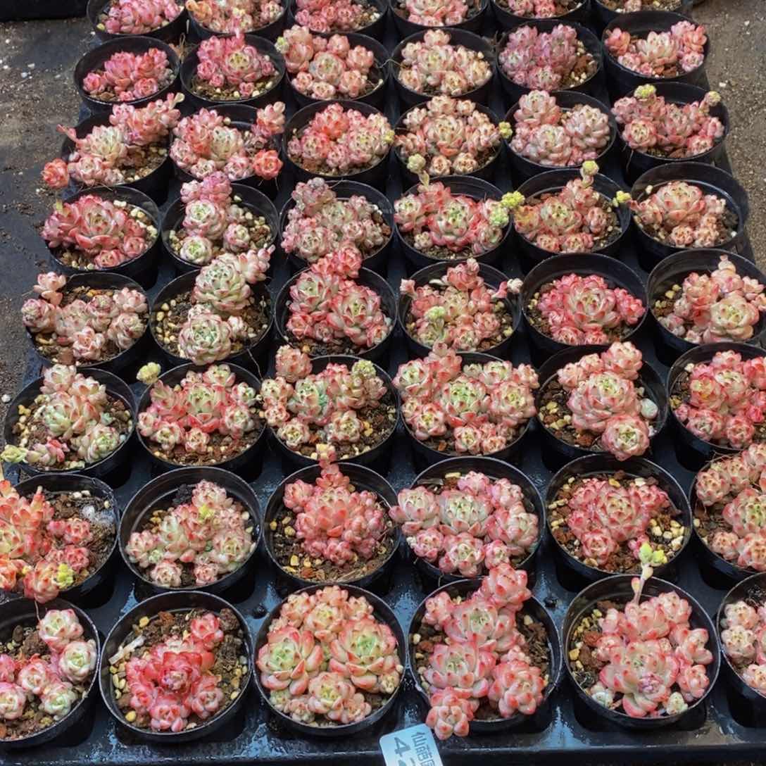 哎*喂423多人受伤，你是