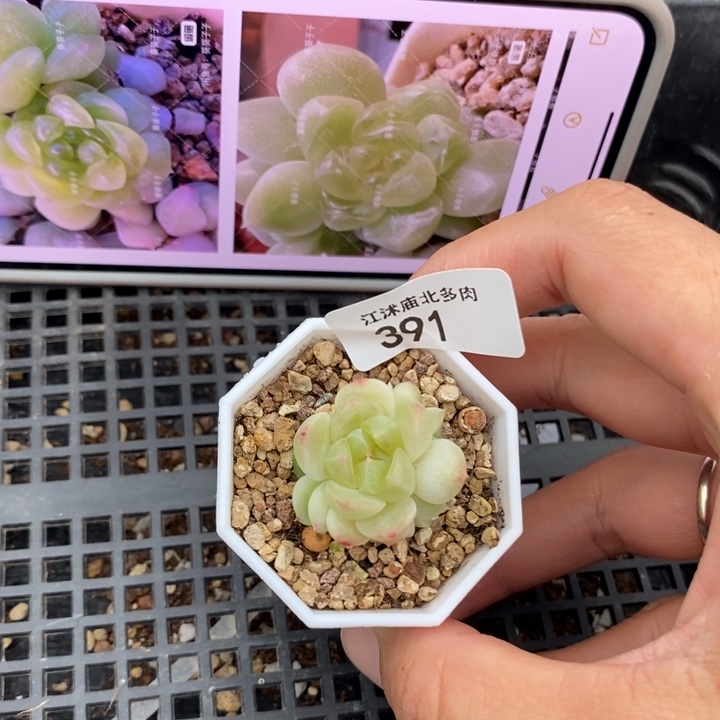 标签391现金一个多肉