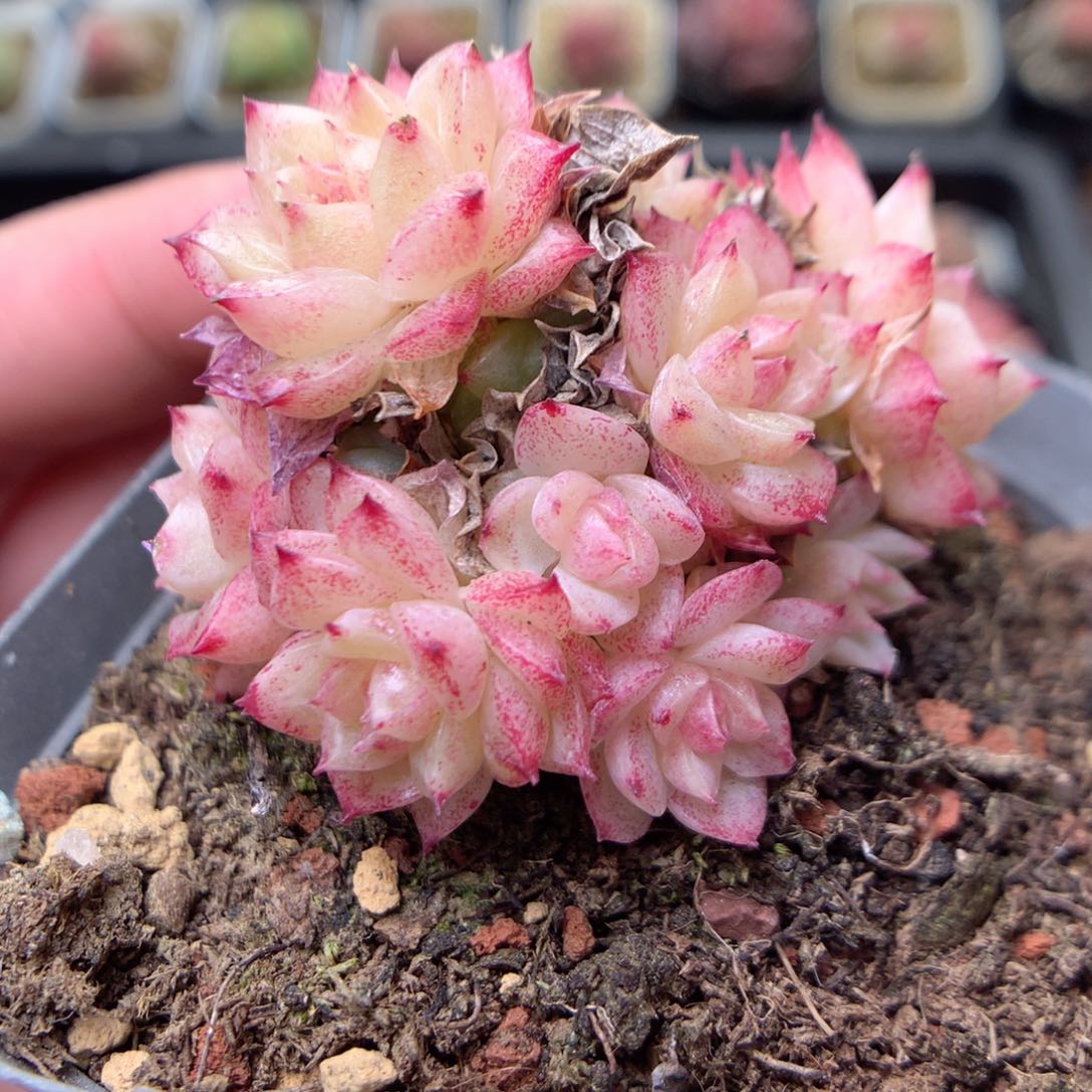 W116 ，柿子多肉20包邮，偏远地区不发货