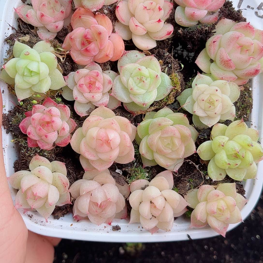 1-552 新疆西藏内蒙不发零度以下拍保温箱不拍不包损