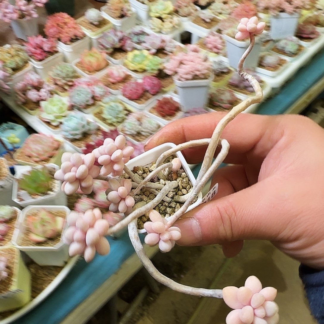 小爱，218，仙农出品