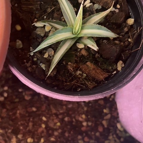 霸***靶泷雷白中斑锦植物