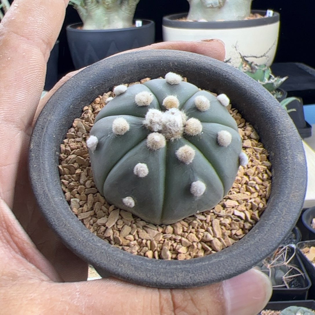 琉璃兜4+一物一拍默认脱土发