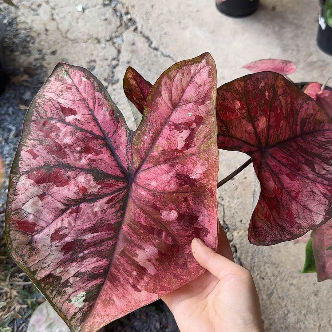 完全开放D007个体袋装