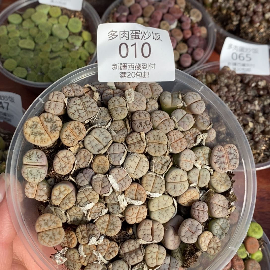 感谢您的支持，0010