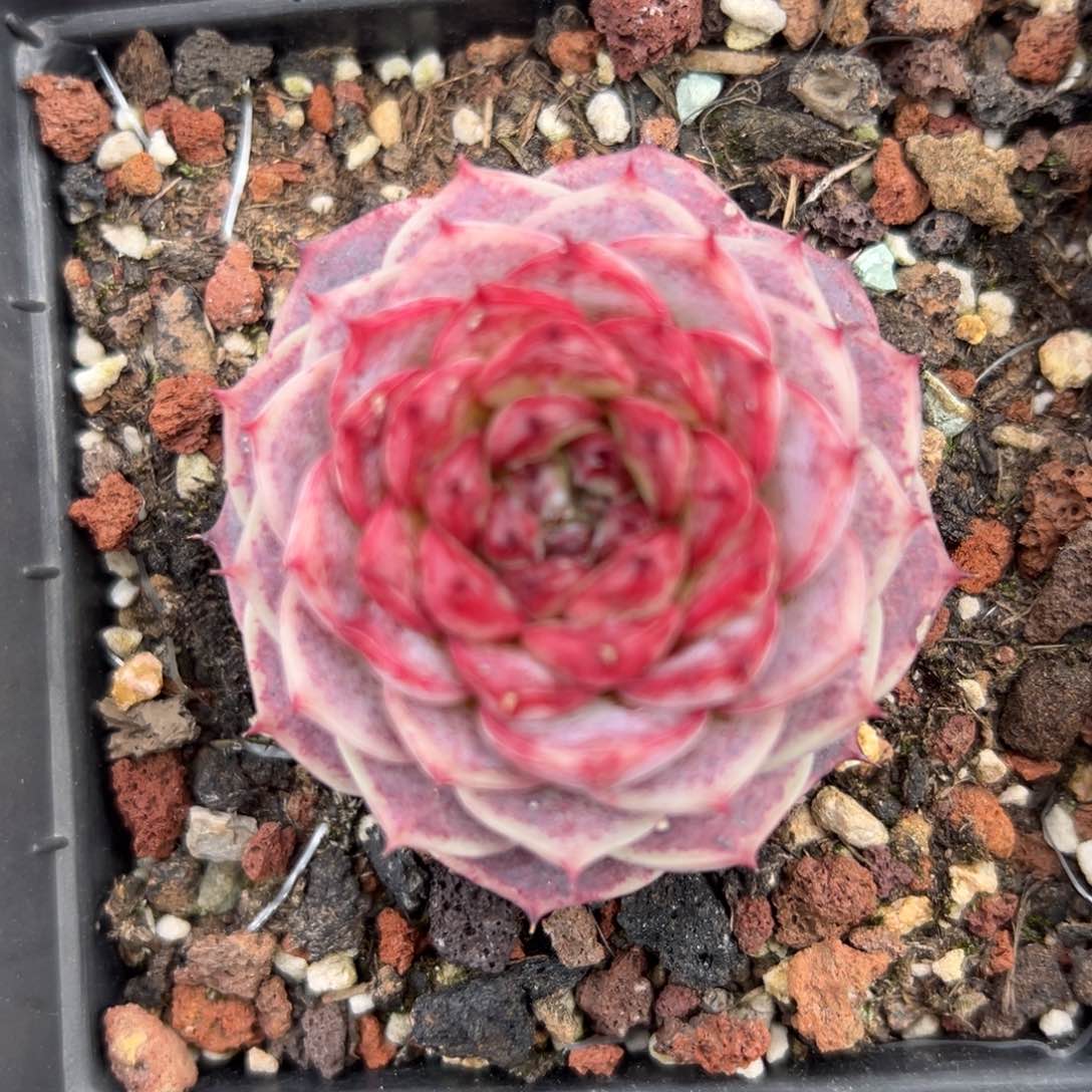 天鹅绒精控多肉一物一拍