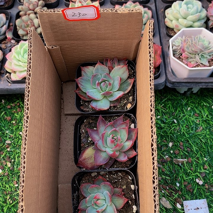 A230惊鸿仙子多肉