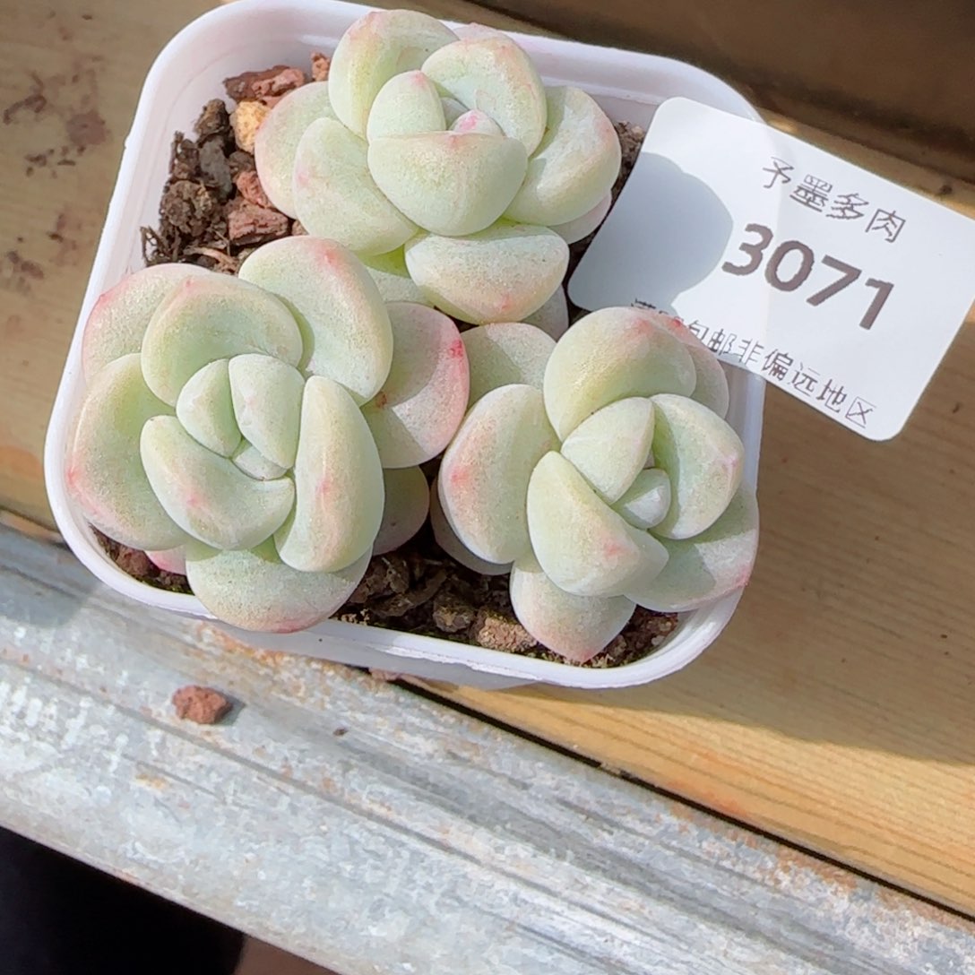 冰玉无砍，3071多肉植物