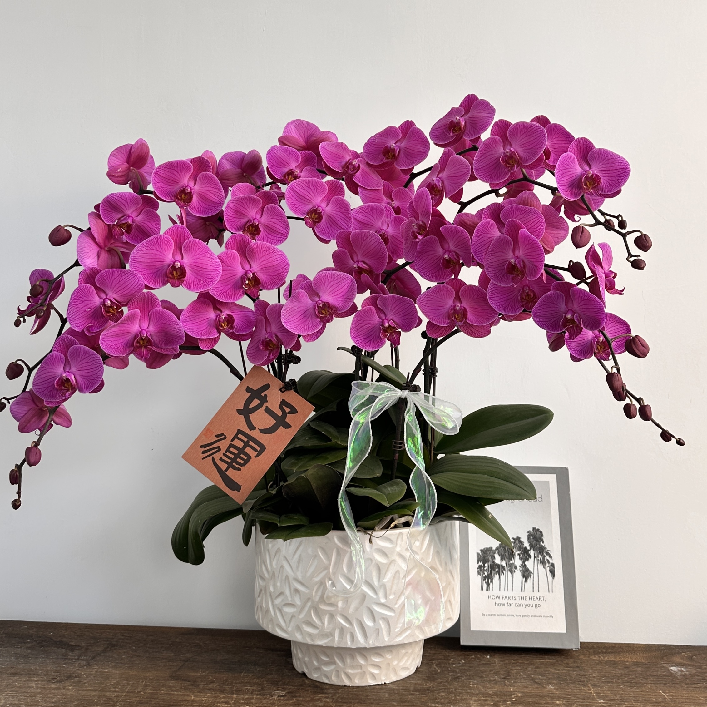 蝴蝶兰【V31】乔迁开业紫红色大花 喜庆花色鲜艳懒人花卉