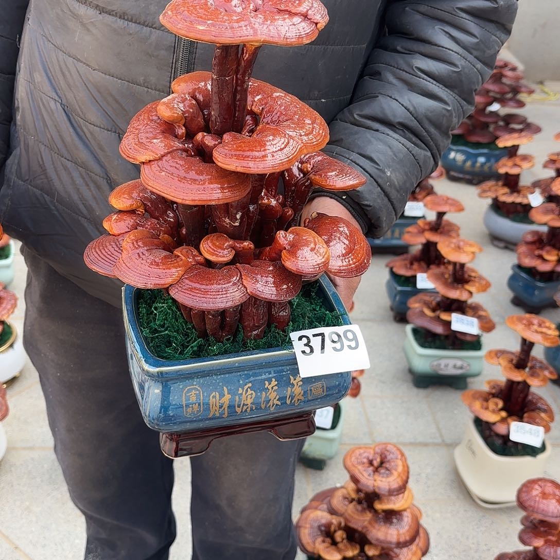 无花朵灵芝是我国著名植物