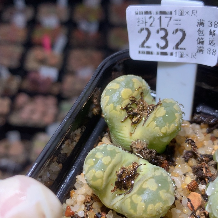 精品生石石217.232