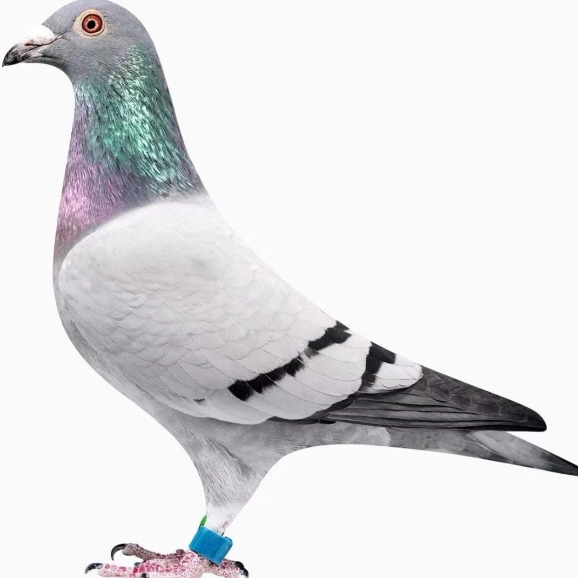 种鸽赛鸽成绩鸽公棚地方赛