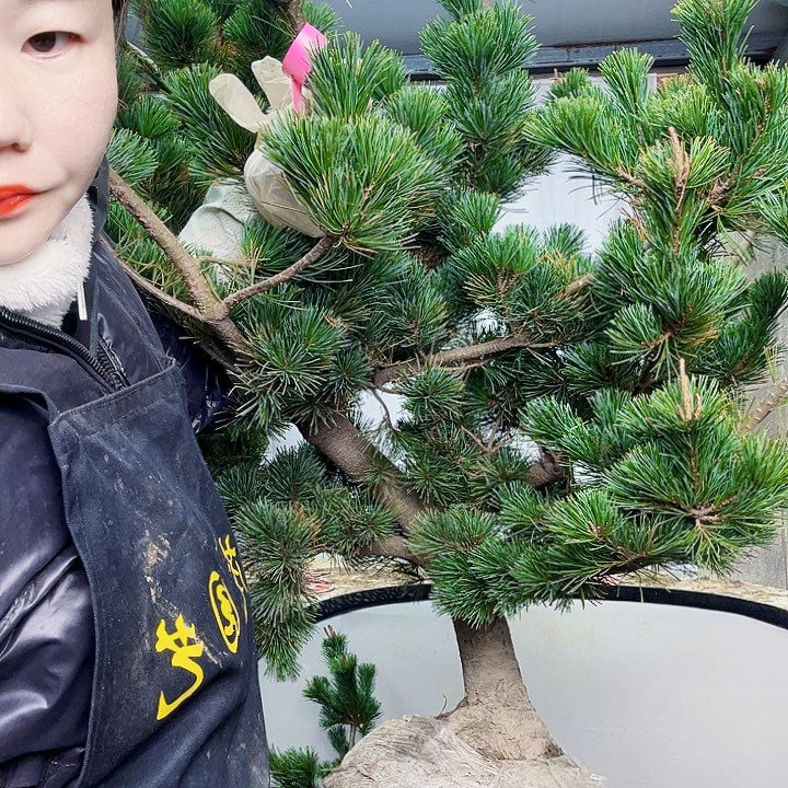 渔***光无花朵五针松是我国著名