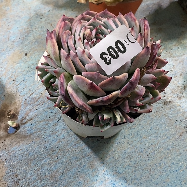 最***心003吉娃娃多肉植物多肉