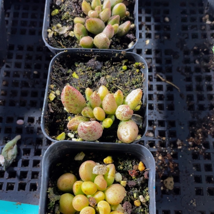 玛丽安带盆土发过