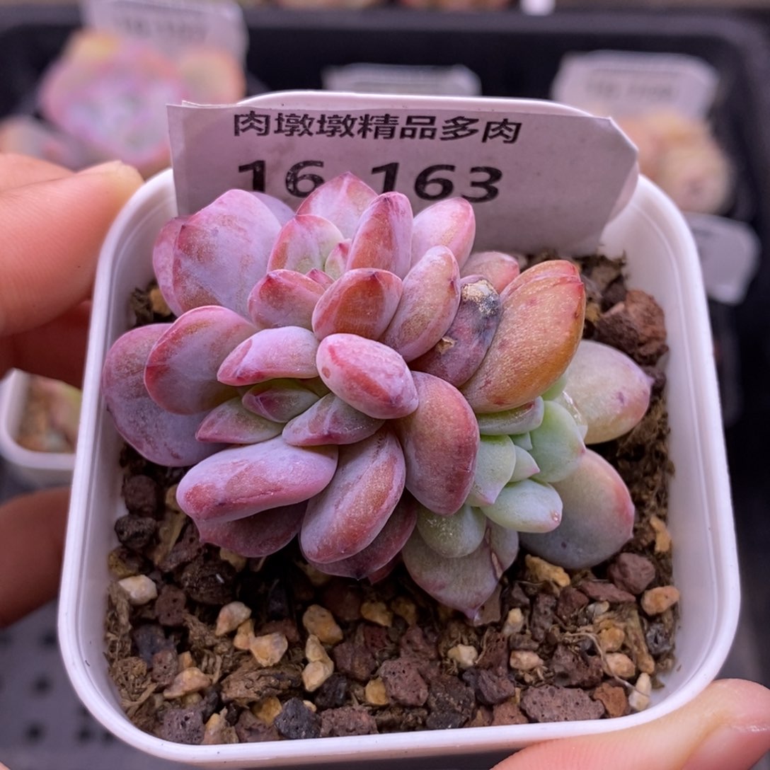 【闪购商品】16-163