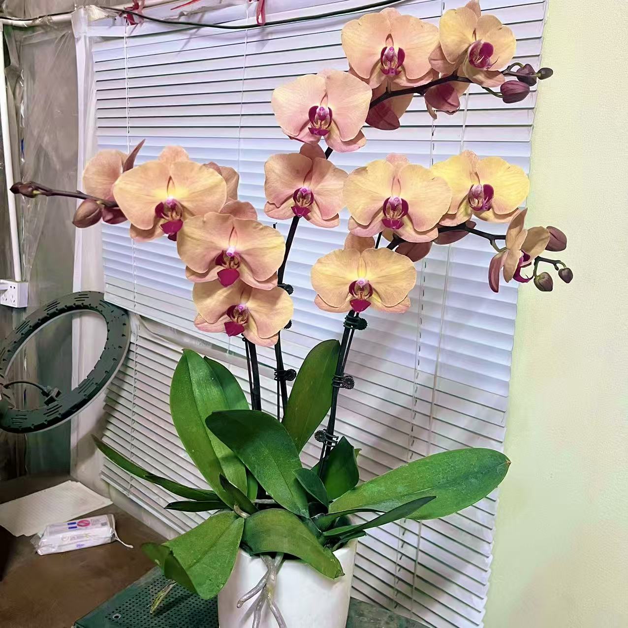 蝴蝶兰【金钻石】 3苗3花剑 包邮 室内花 广州基地直发