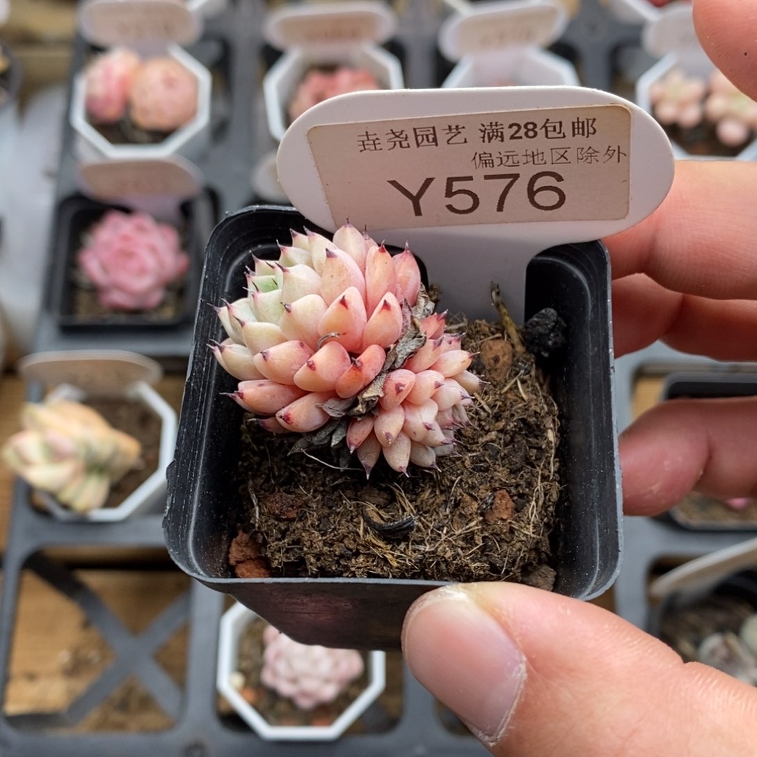 0576 原始沙罗姬 3.5cm