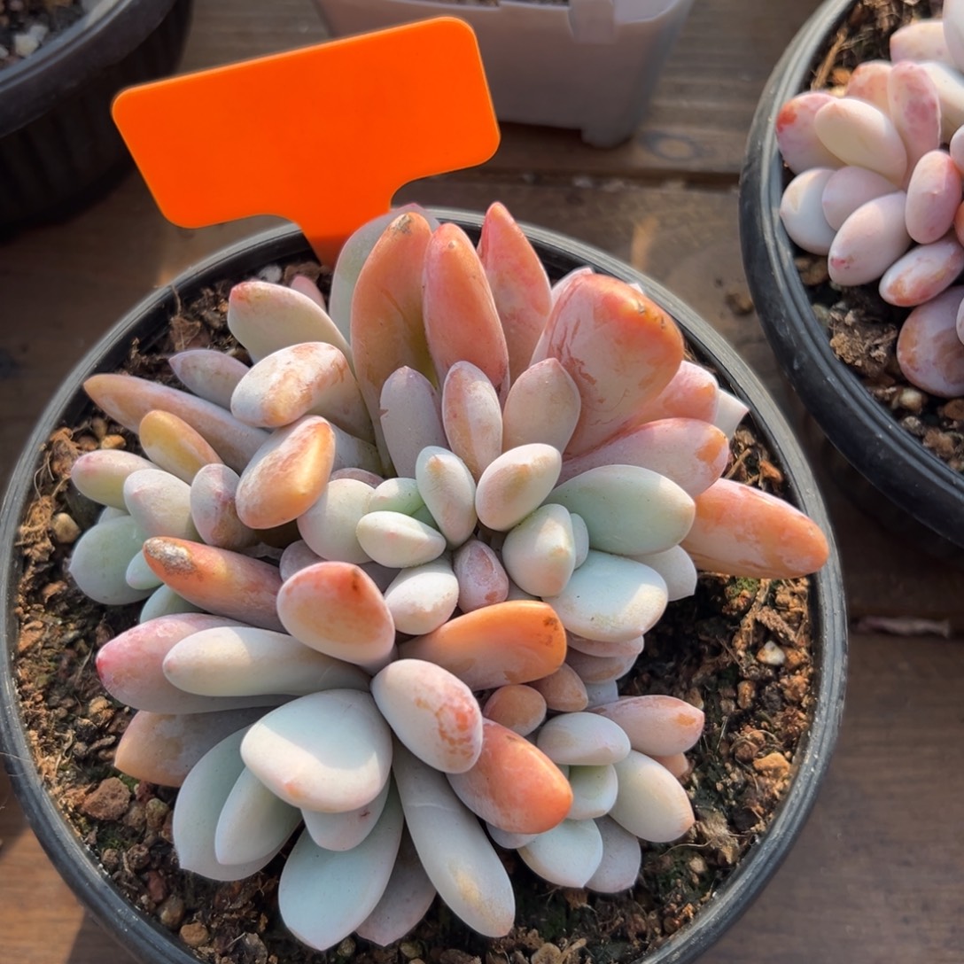 粉兔111111111111111