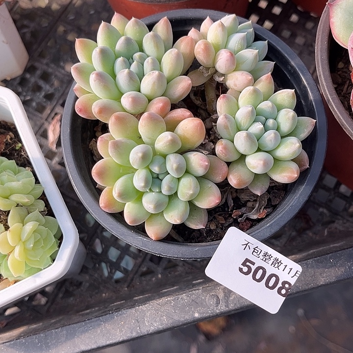 阿雅园艺。      5008奶糖