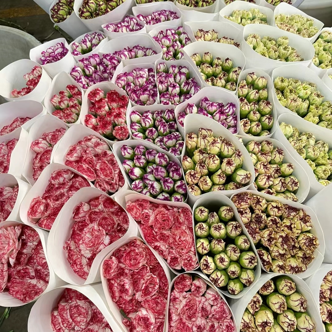 混色康乃馨  和鲜花一起凑单哦  云南直发