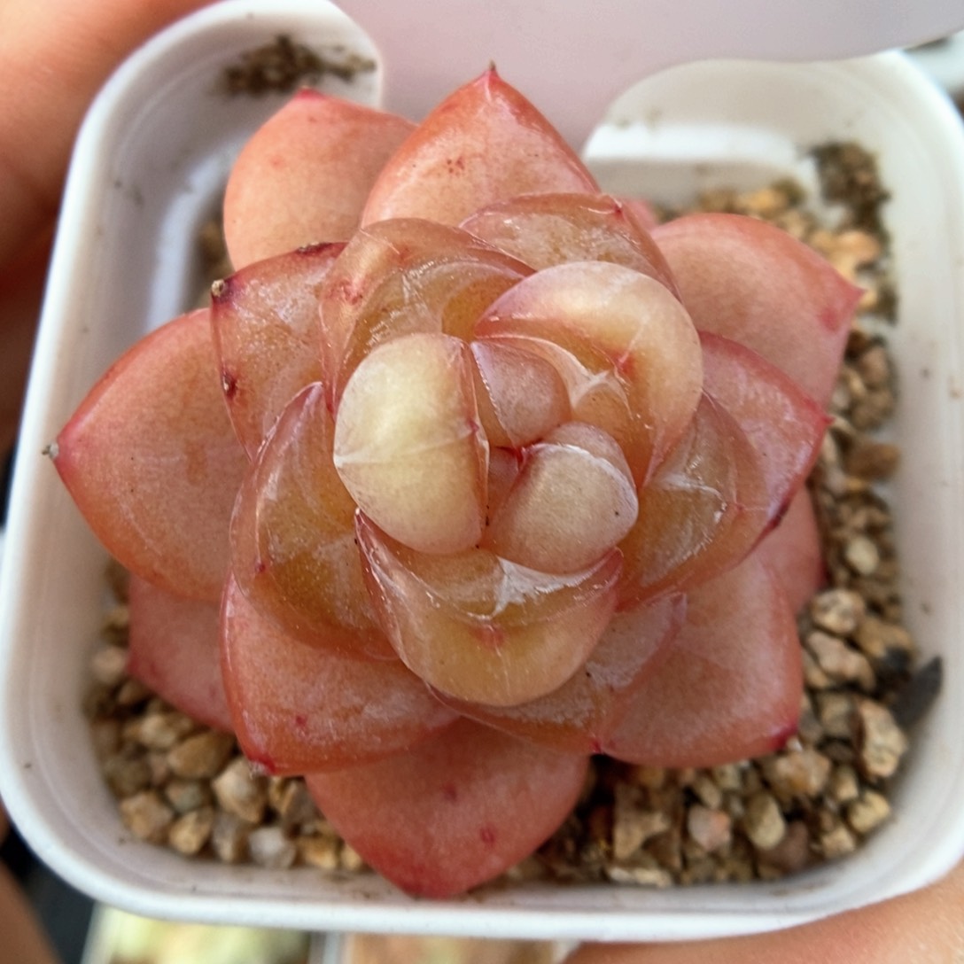 金雀可拍758号。 