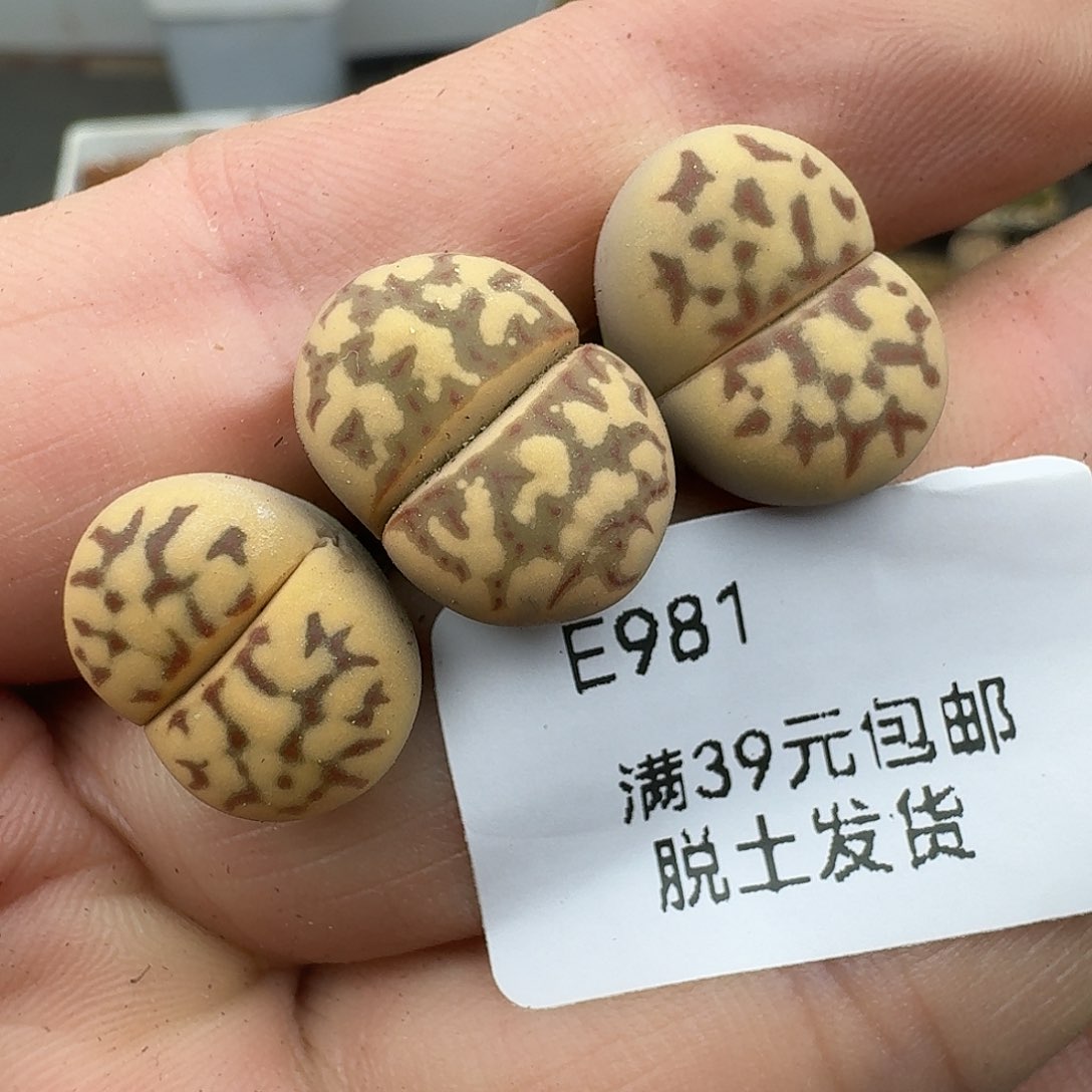 981哈哈哈哈哈哈哈哈哈