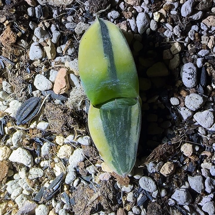 卧牛锦特价福利一枚