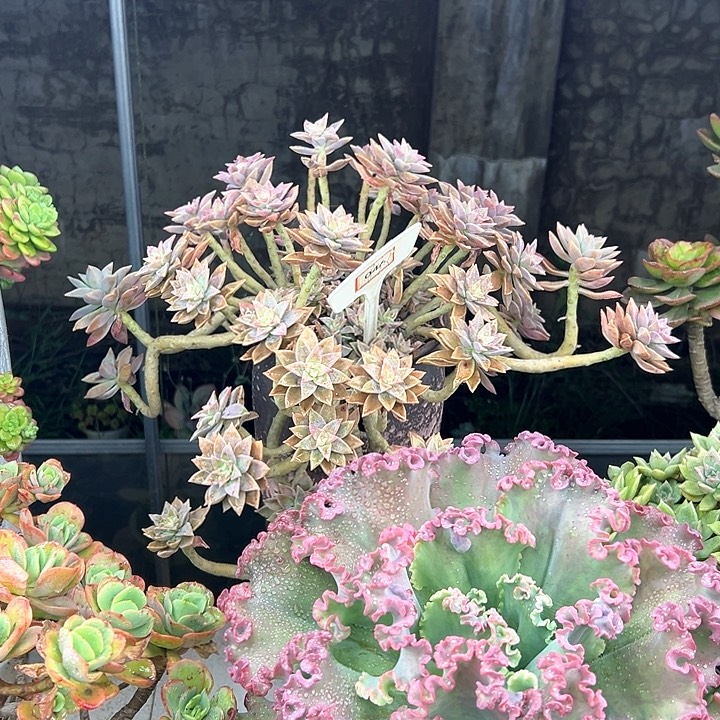 一***求橙色撩人多肉植物图案046