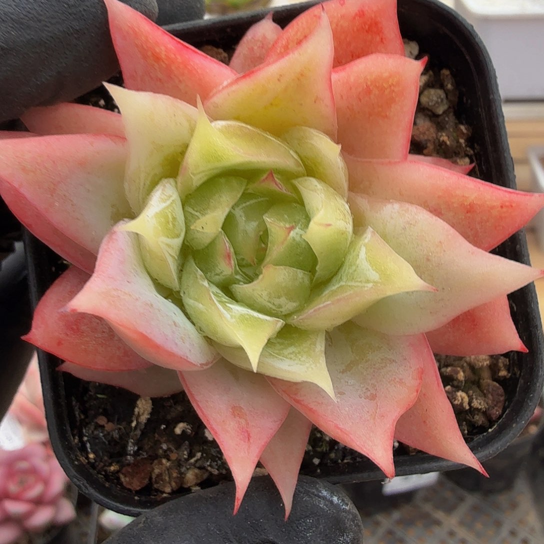 1109-96冰心单头a