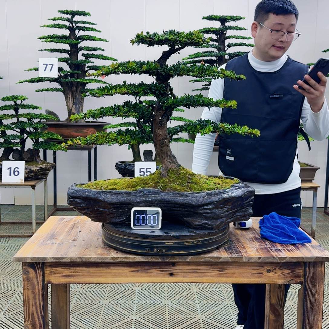 盆景罗汉松造型盆景