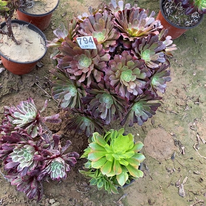 794黑罗莉多肉植物