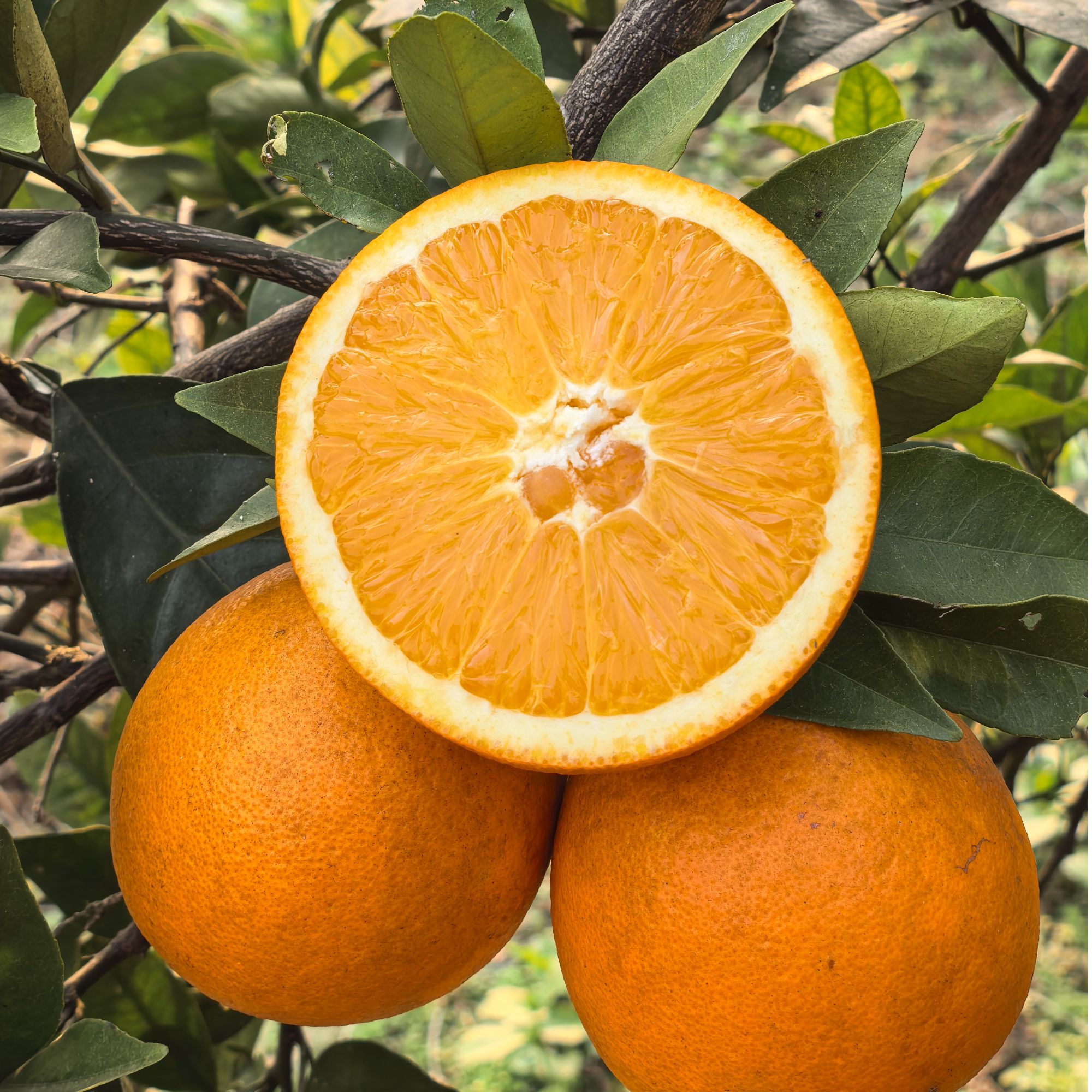 乌蒙山耕-四川省赤水河畔纽荷尔脐橙果形饱满清甜多汁产地直供