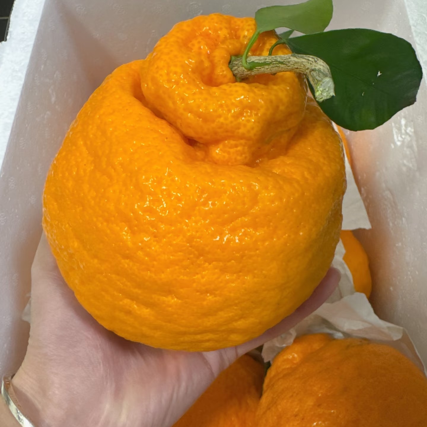 思茅大桔子（2000克）