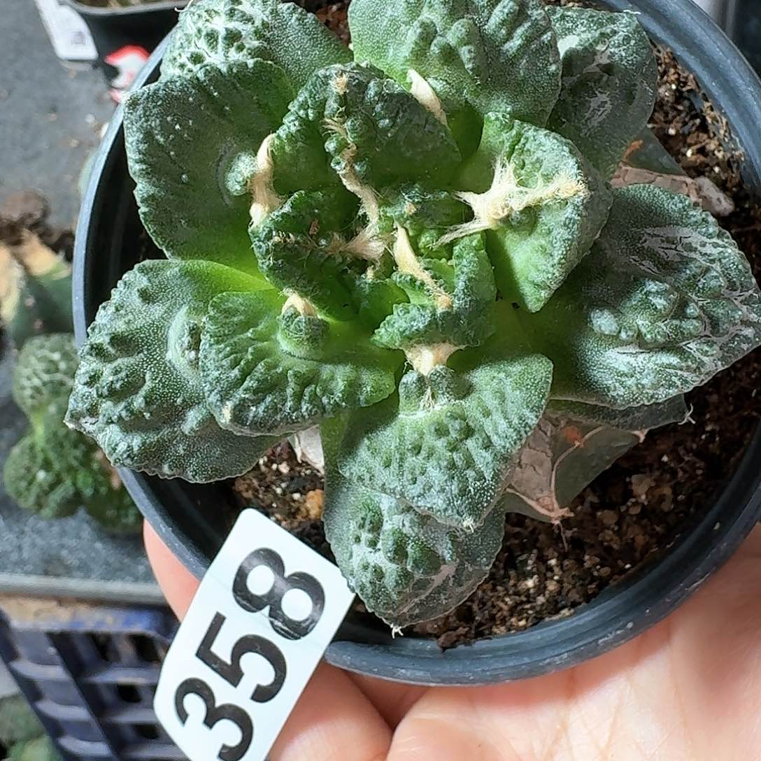 【闪购商品】无花朵森**王龟甲怒358