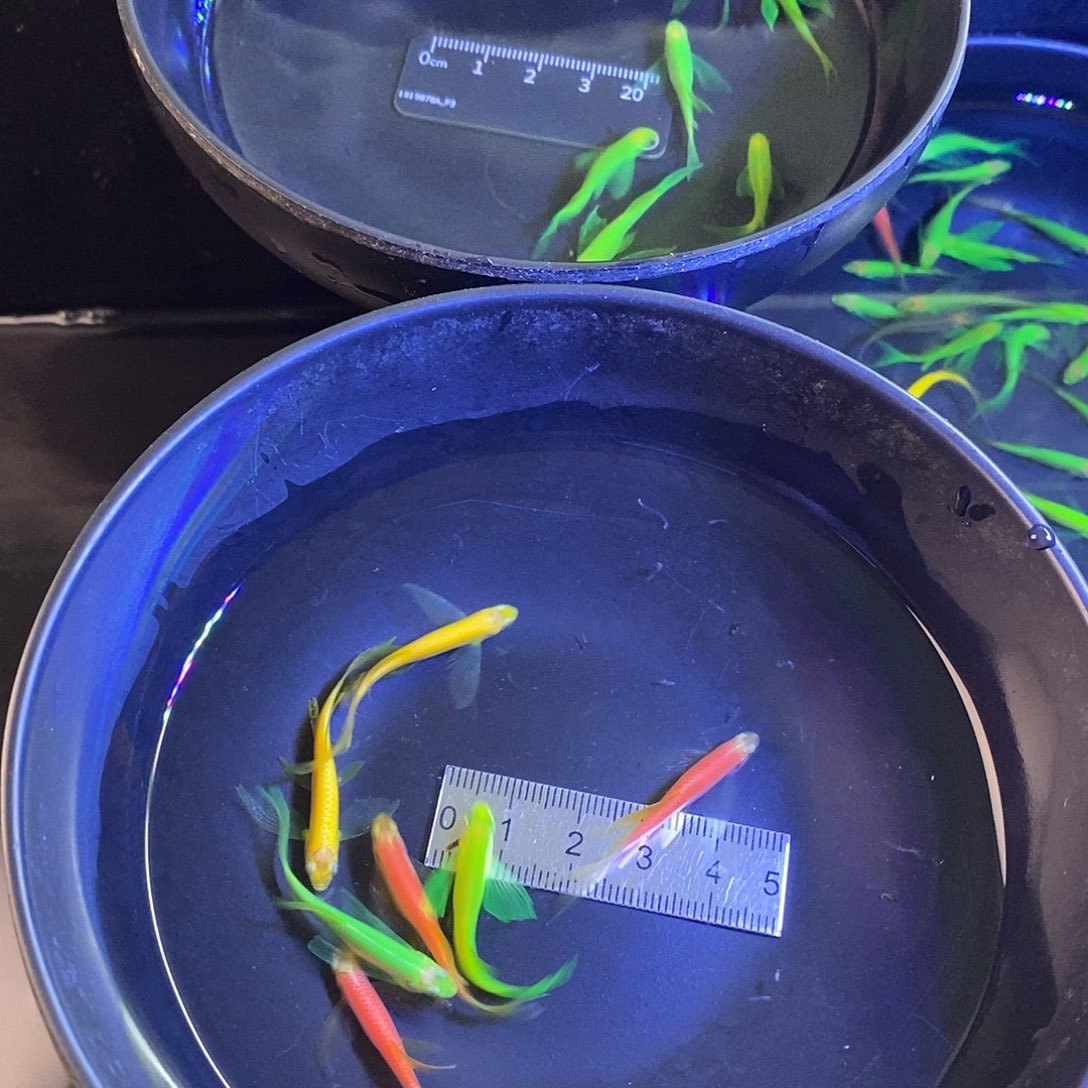 斑马鱼蝶翼斑马种鱼3色各2个➕1备损