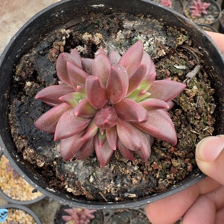 莉莉丝 5头 一物一拍